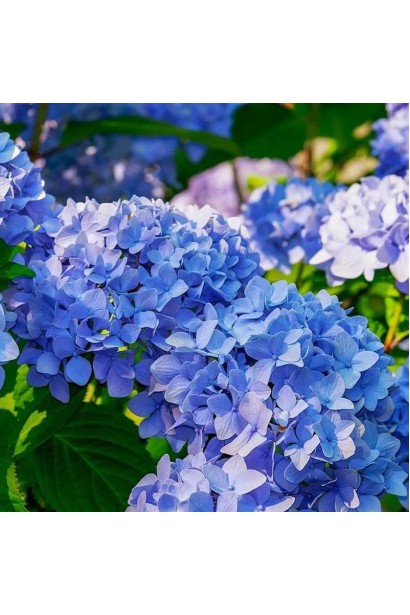 Гортензія широколиста Блауер Цверг